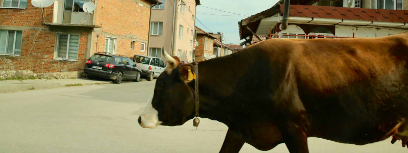 Fenntartható Fejlődés Szakkollégium | Sevgi Sirakova Mutlu: Fermentáció 
